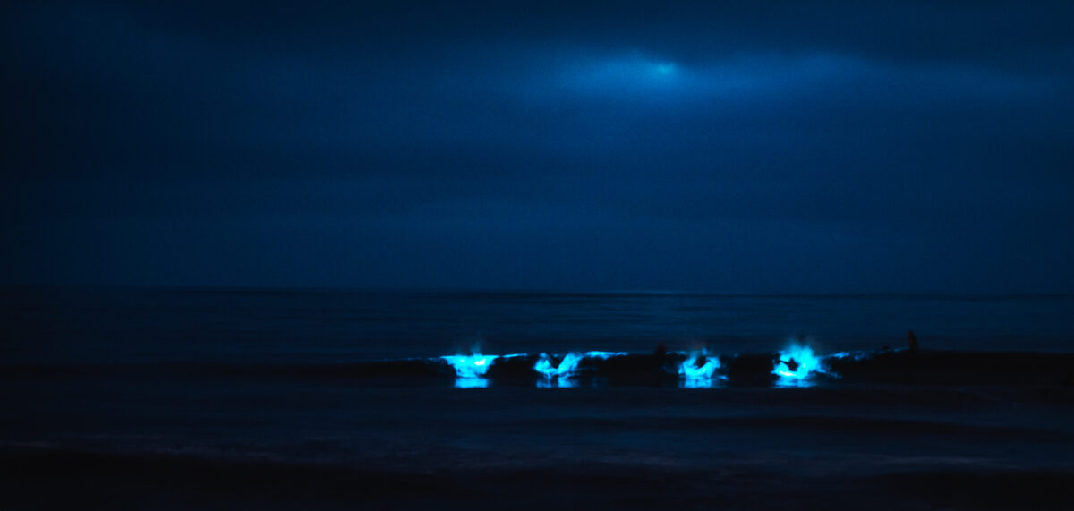 surfing bioluminescent waves