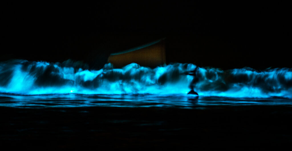 bioluminescent surfing
