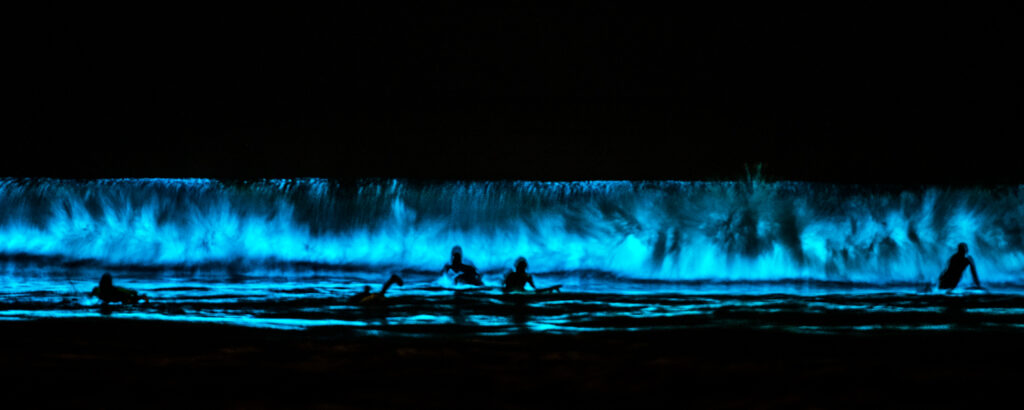 bioluminescent ocean