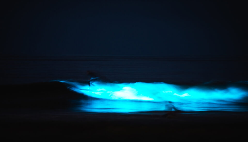 bioluminescent surf