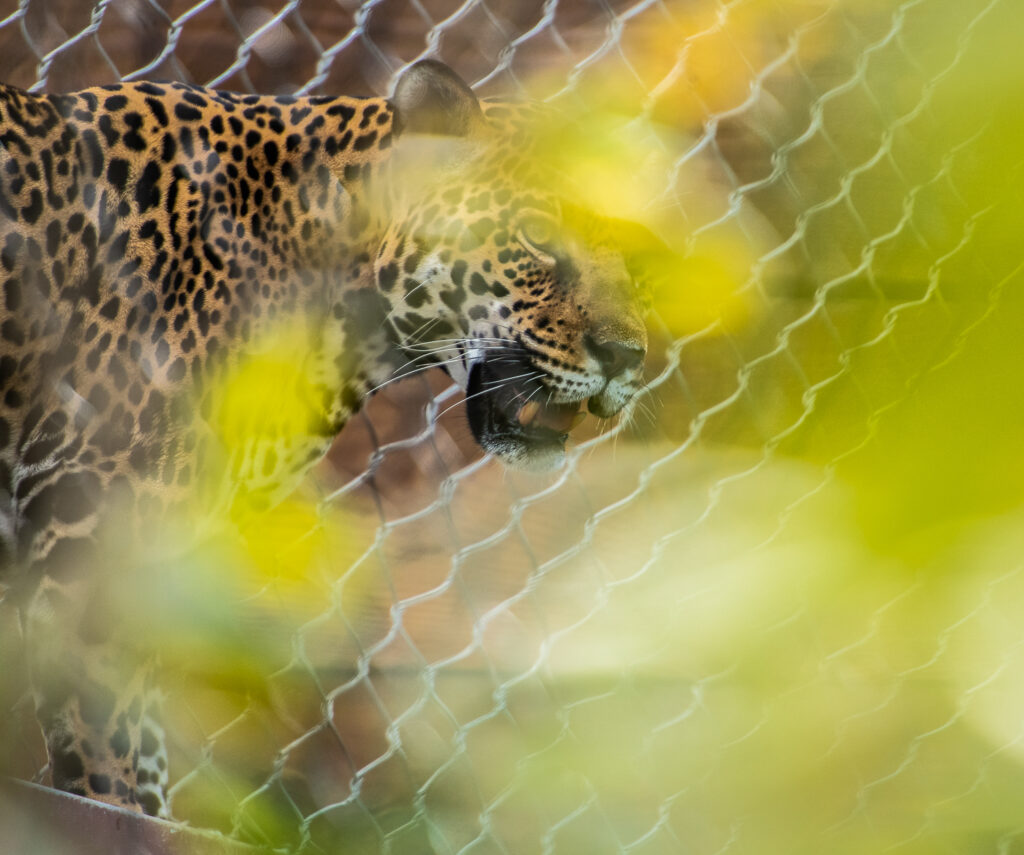 jaguar san diego zoo