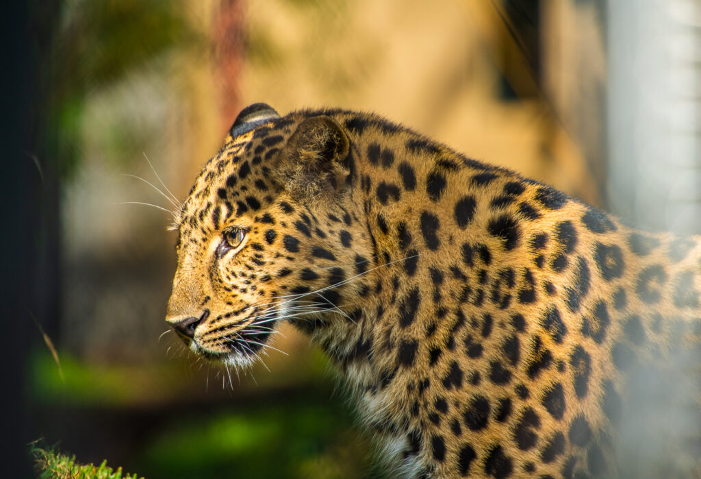 leopard san diego zoo
