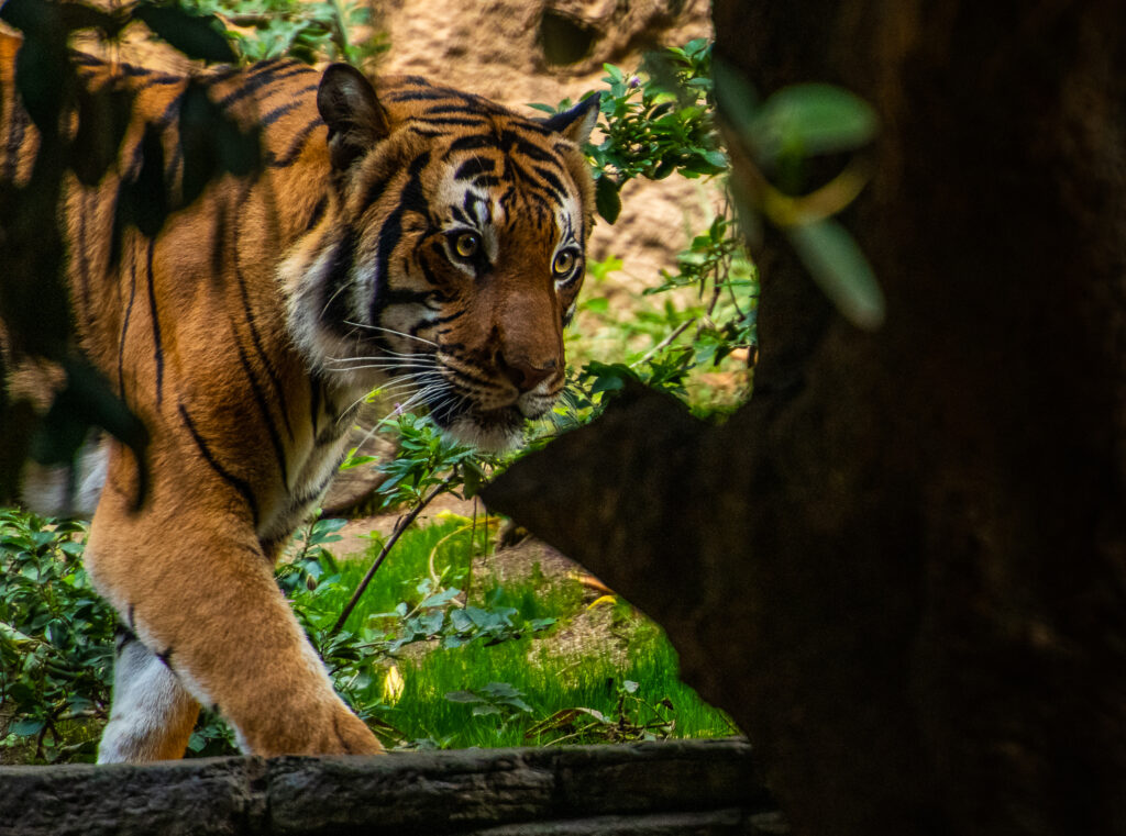 Malayan tiger san diego zoo