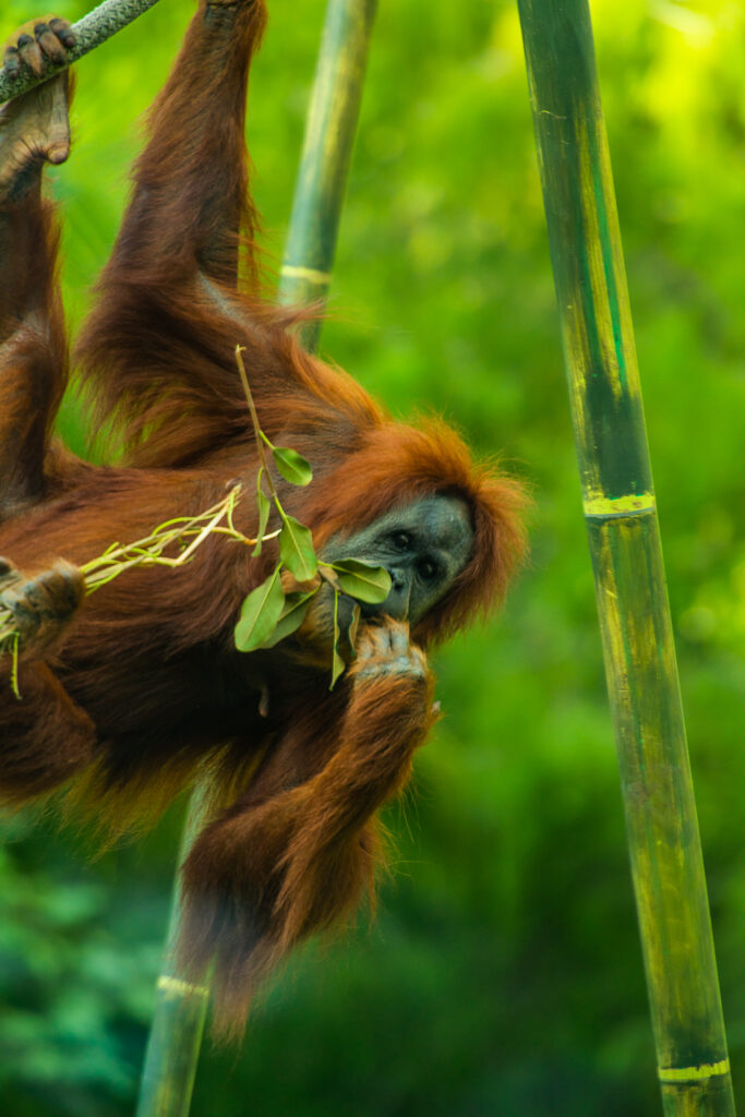orangutan san diego zoo