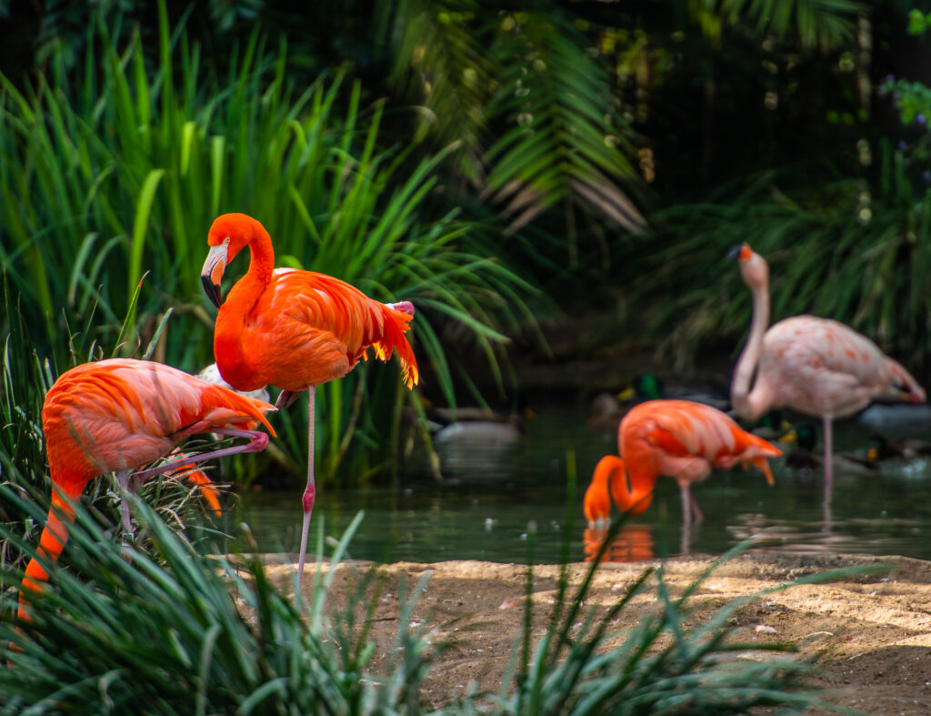 flamingos in san diego