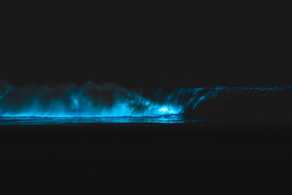 bioluminescent waves san diego