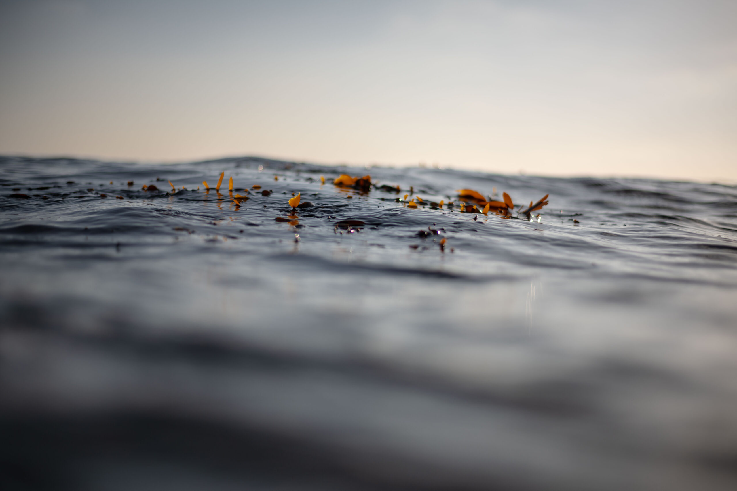 moody photo of seaweed floating in the water.