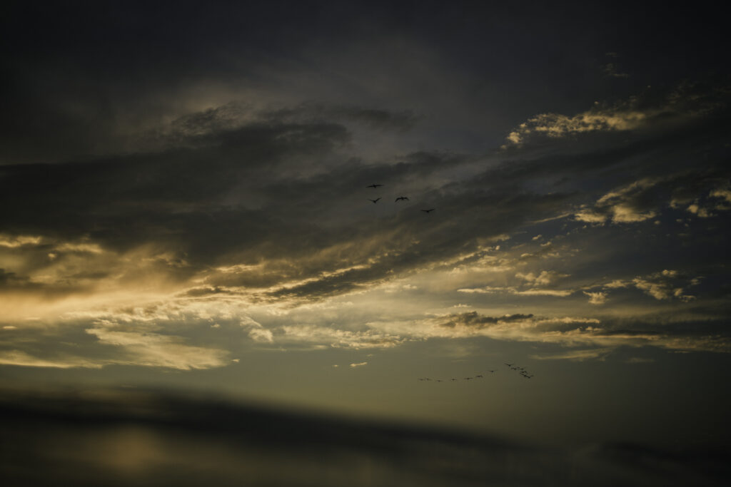 birds in the sunset carlsbad water photography