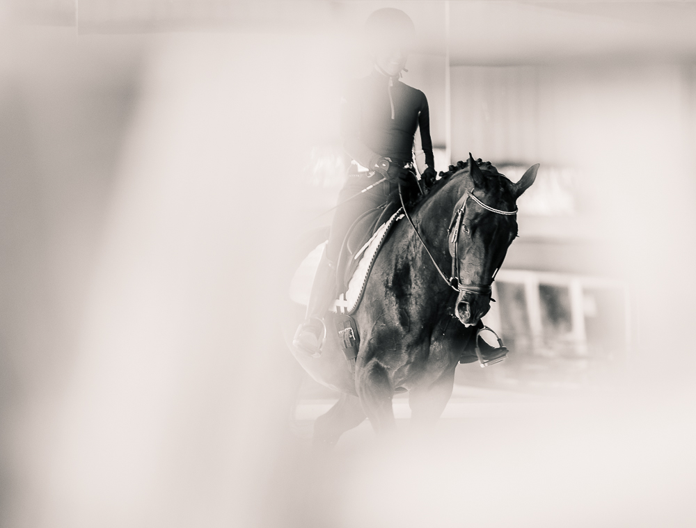 equestrian photography