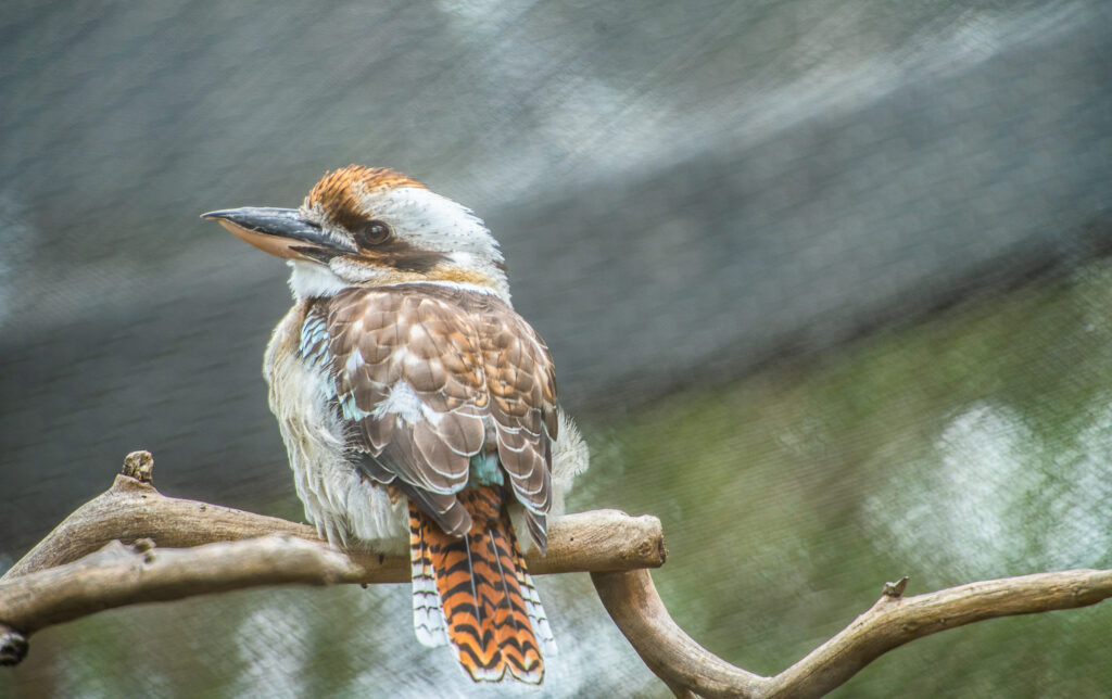 kookaburra san diego zoo