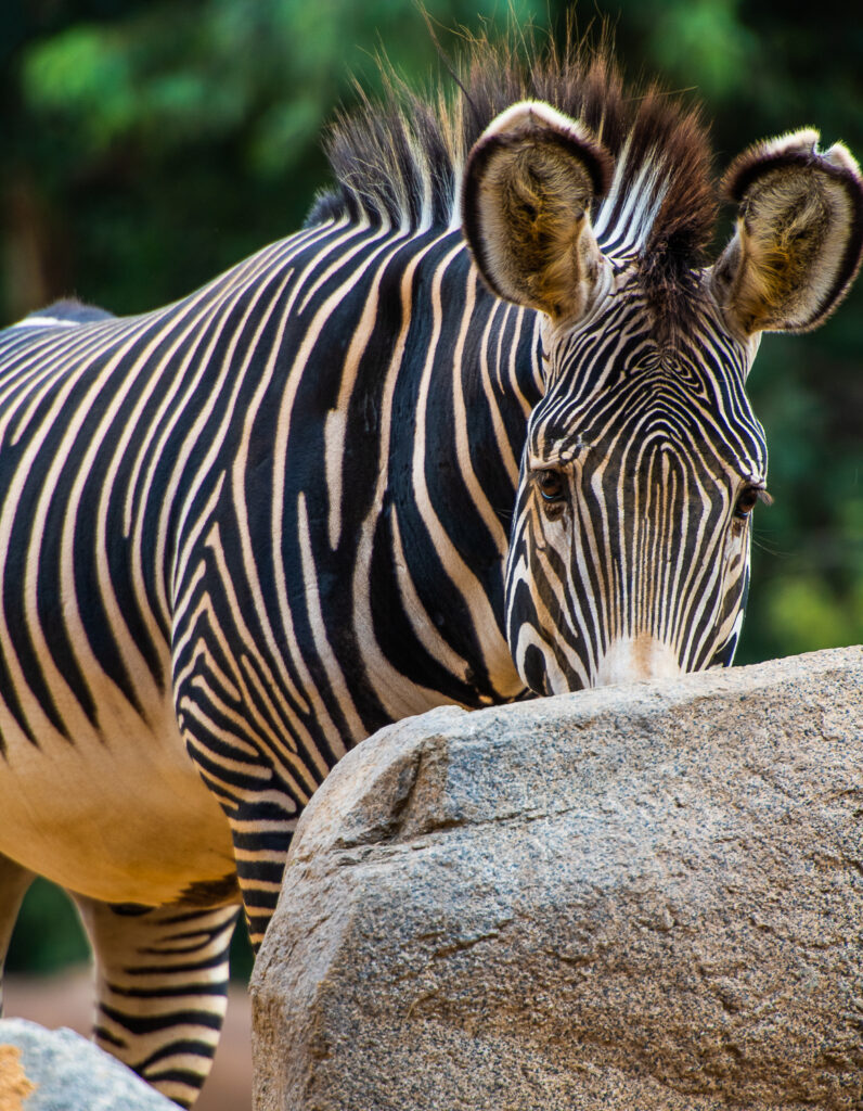zebra san diego zoo