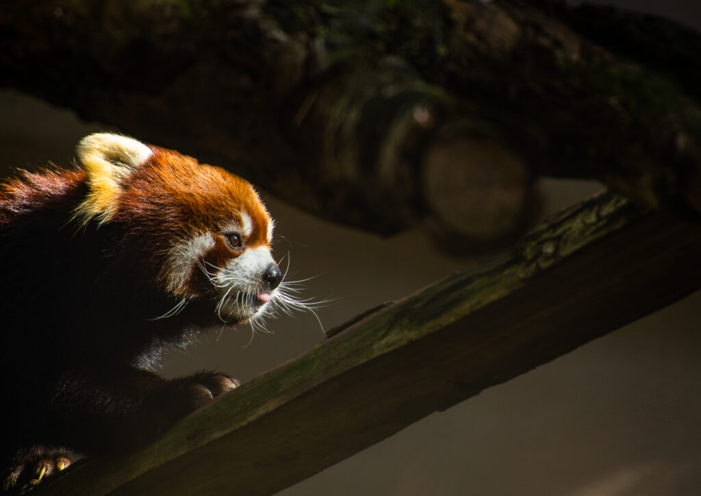 red panda san diego zoo