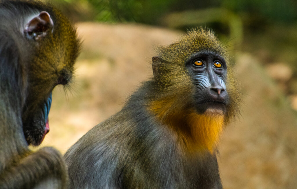 mandrill baboon san diego zoo