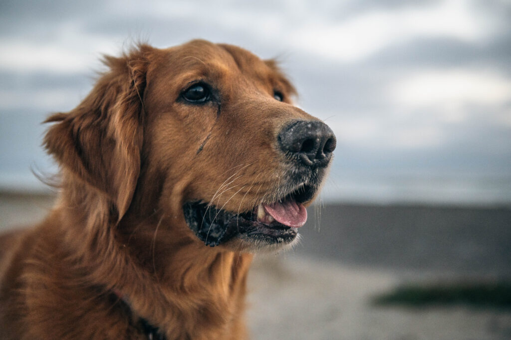 portrait of a golden retriever dog on the beach in Carlsbad California. Photo by Rob Wessels  