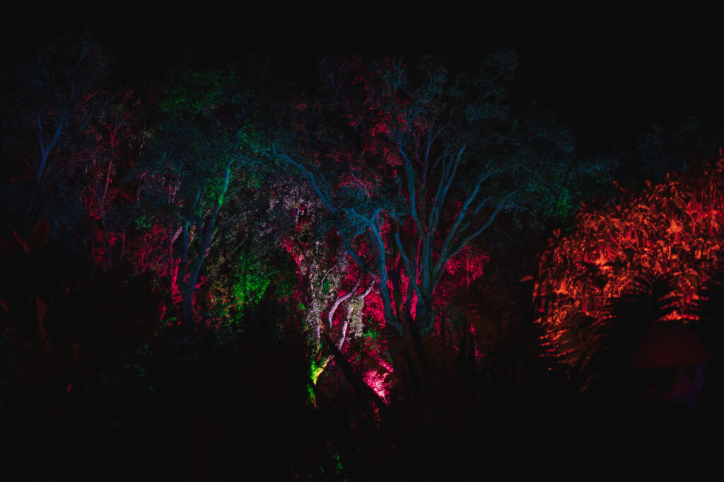 San Diego Botanical garden lightscape trees lit up