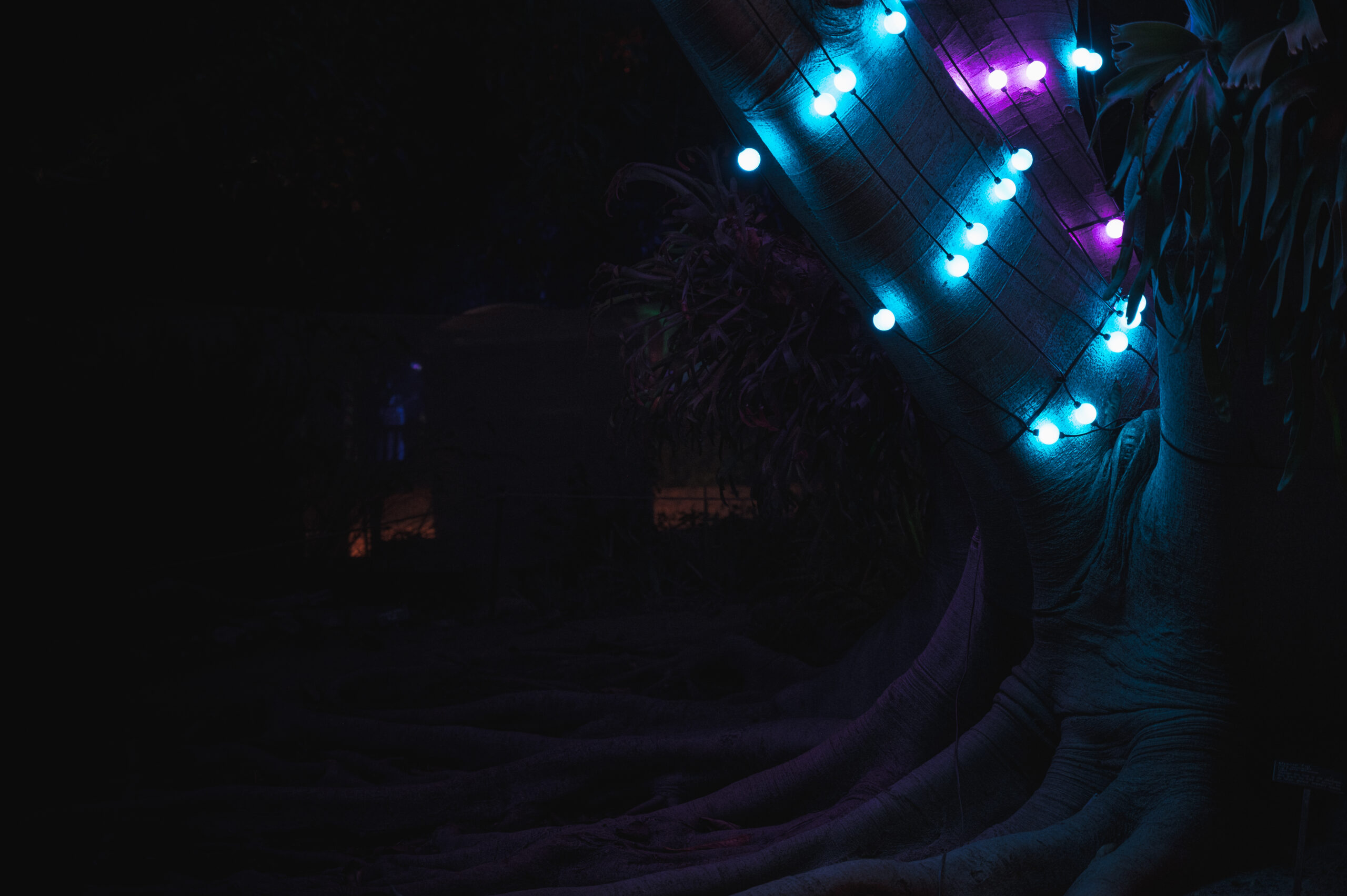 San Diego Botanical garden lightscape singing tree