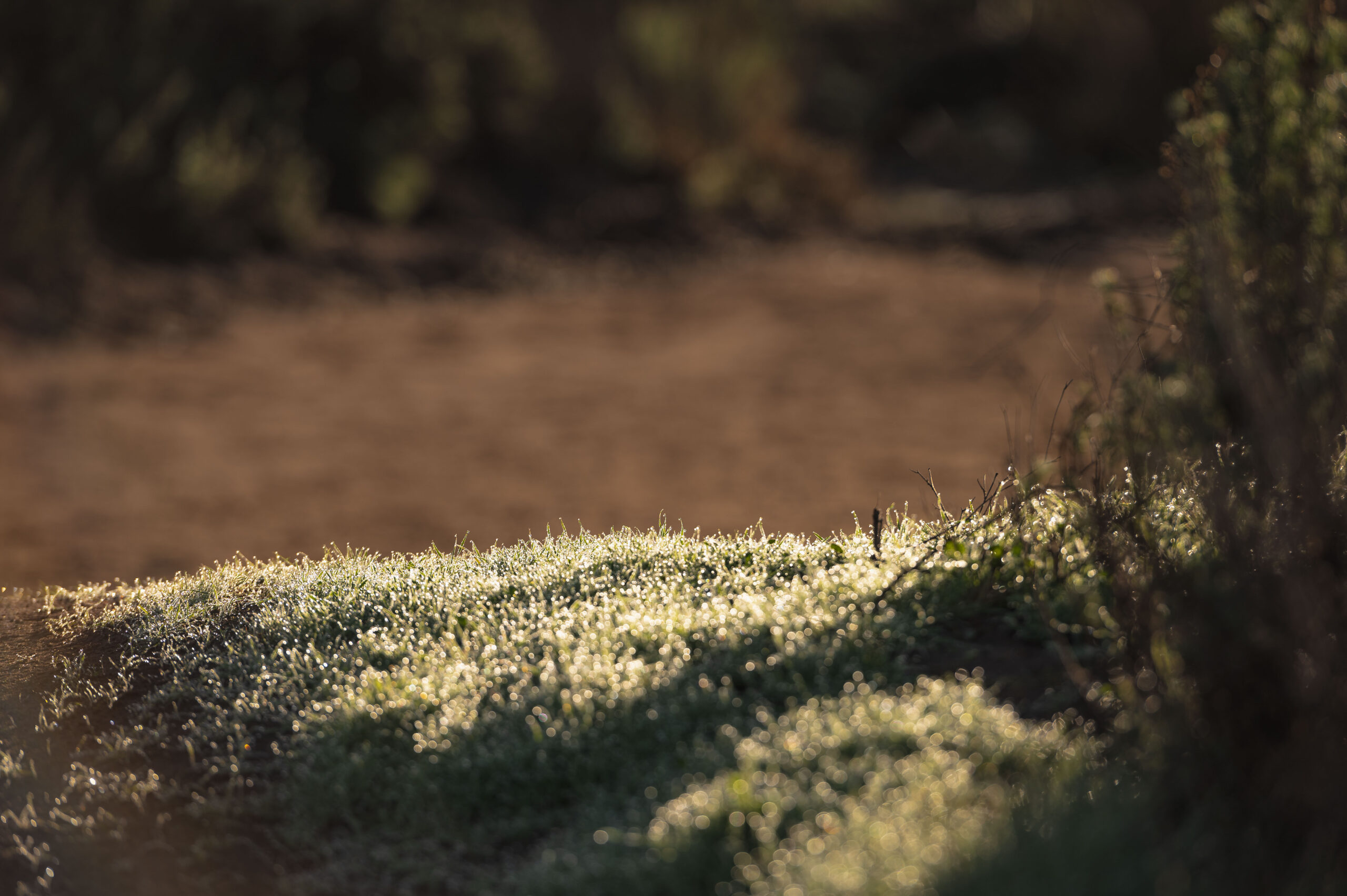 Del Dios Trail Race, race of the gods Lake Hadges