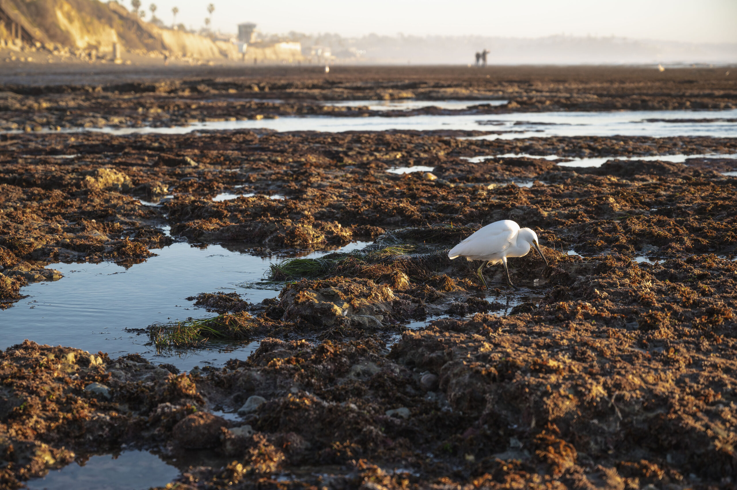 San Elijo State Beach