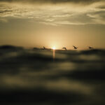 San Diego water photography, birds flying along the horizon over the ocean in Carlsbad