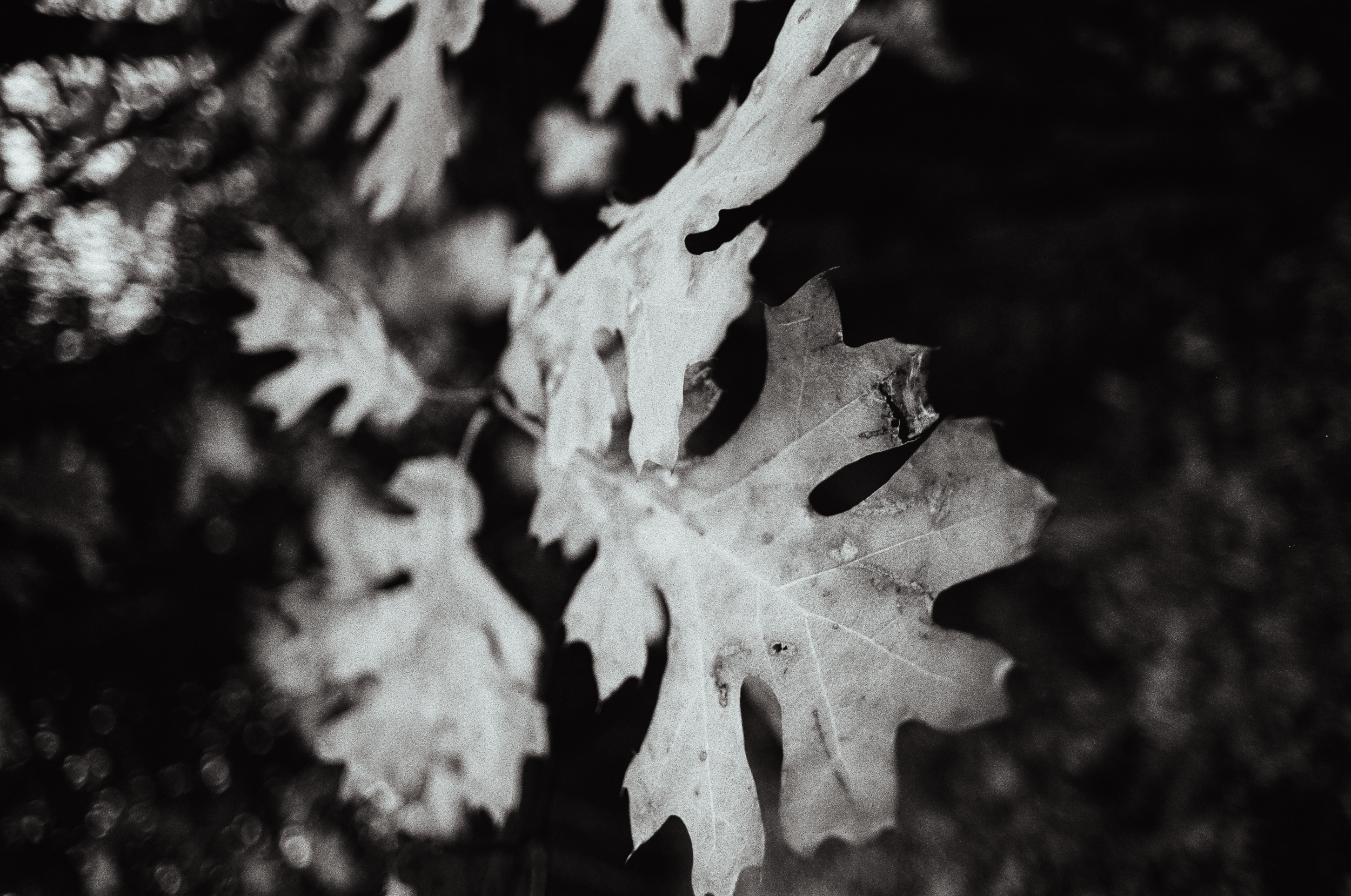 cine still 35mm black and white film capture with a vintage olympus om2